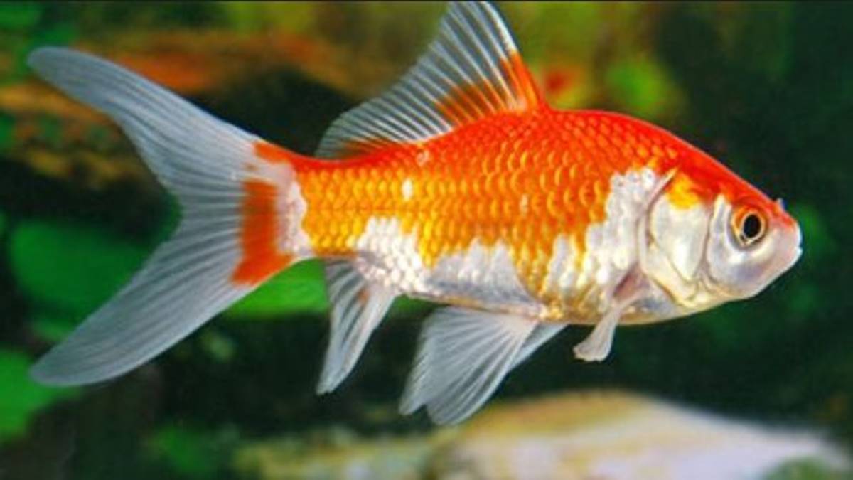 jenis-jenis ikan mas koki berekor tunggal dan cara merawat ikan mas koki