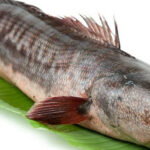 erek erek ikan gabus